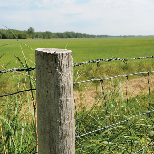 Poultry Net Staples Poultry Net Staples Nails Construction