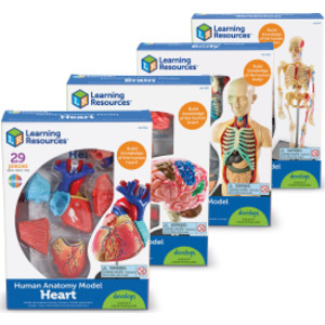 Anatomy Models Set