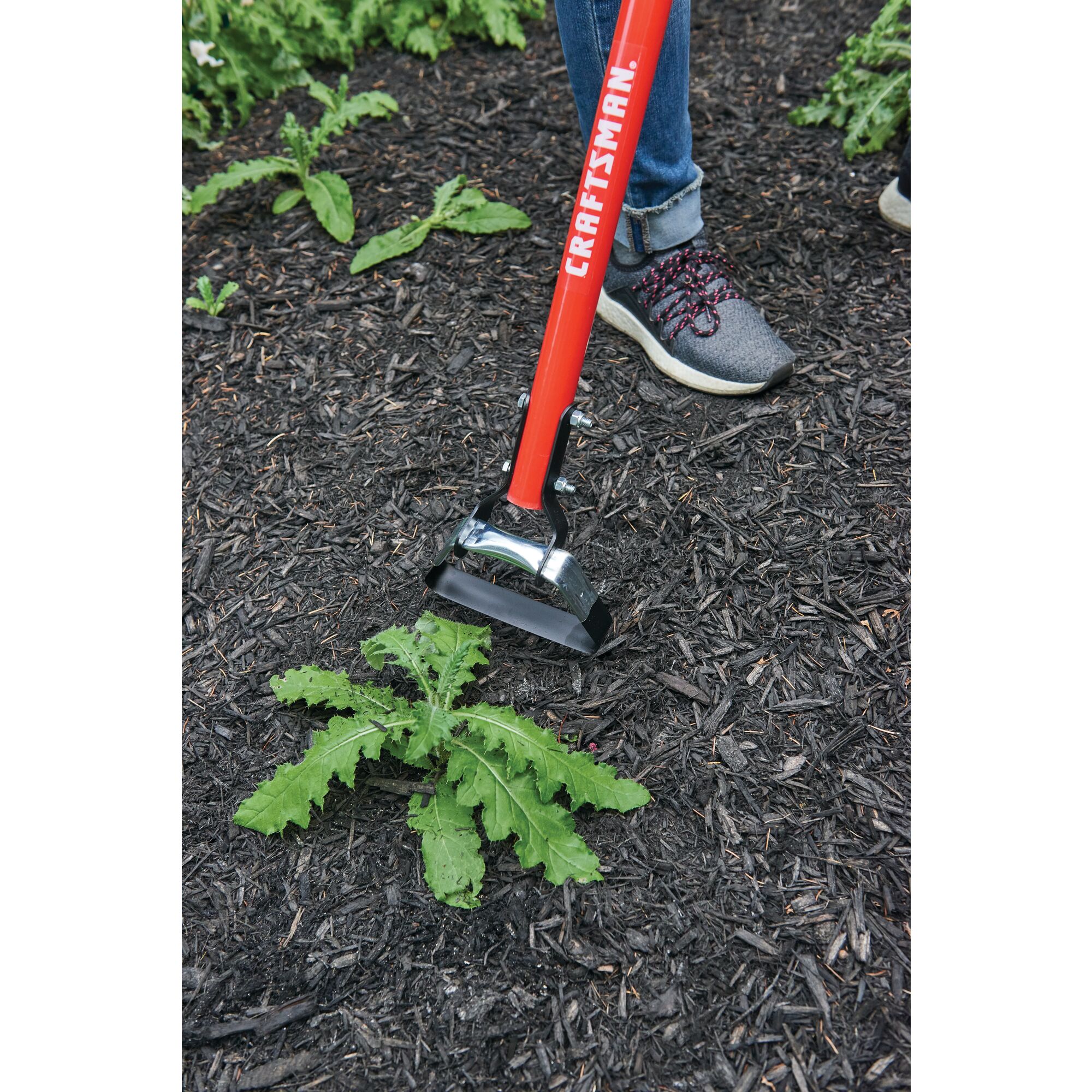 Fiberglass handle weeding hoe being used to remove a weed.