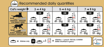 British Shorthair Adult feeding guide