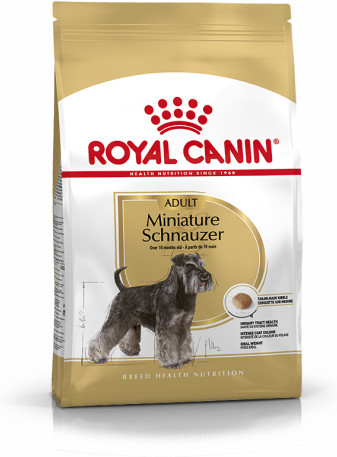 Miniature Schnauzer Adult