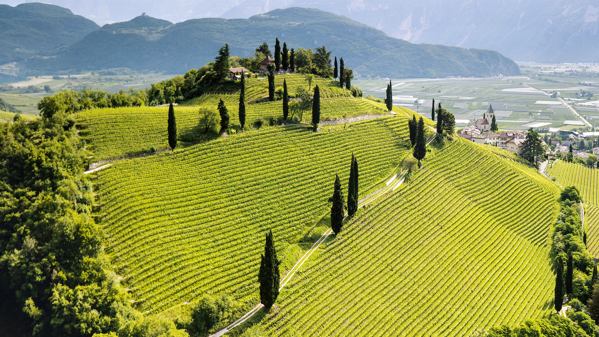 Elevated vineyard site in Alto Adige