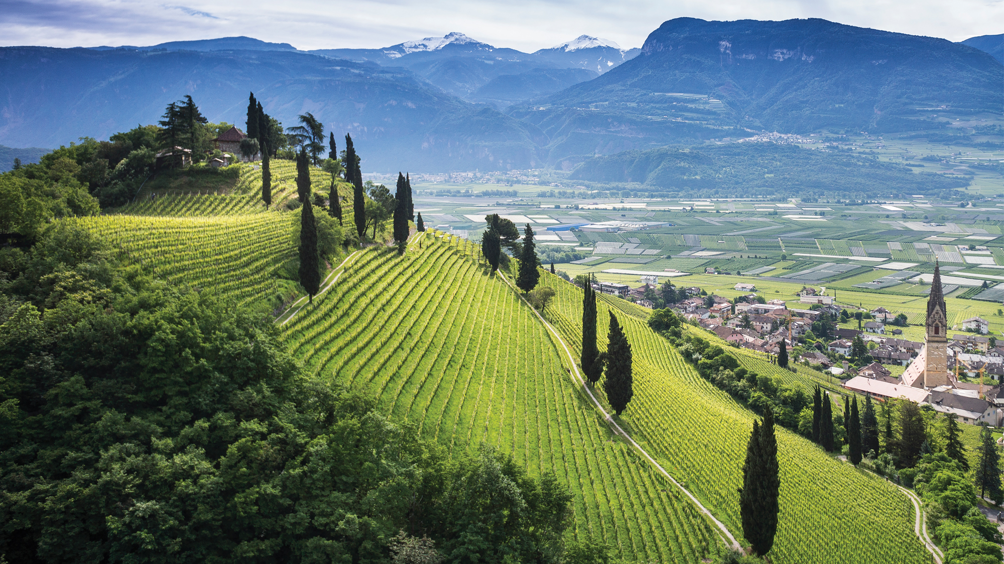 Vineyards above the village of Traminer, Alto Adige