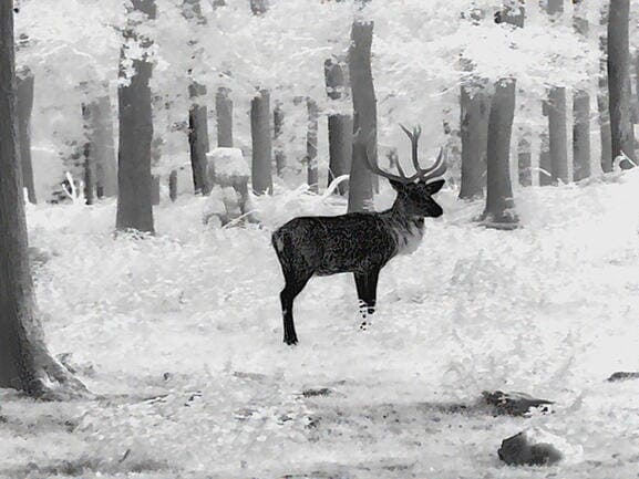 Leica Calonox 2 Sight Thermal Monocular 50511