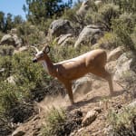 BIGShot Alert Replaceable Vital Deer Target 8010 - Additional Image 3