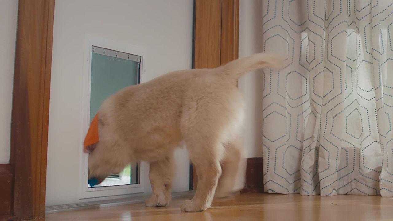 thumbnail video image 2 of Nylabone Power Chew Textured Bone Chew Toy Beef Jerky Medium (1 Count), 2 of 11
