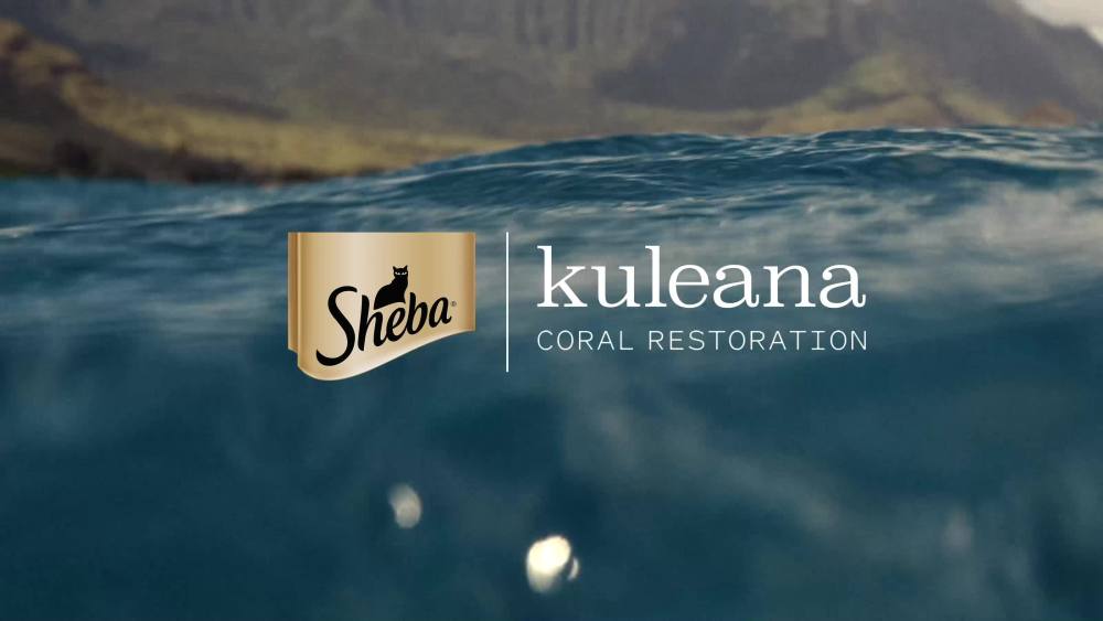 (12 pack) Sheba Perfect Portions Bistro Alfredo Chicken Wet Cat Food, 2