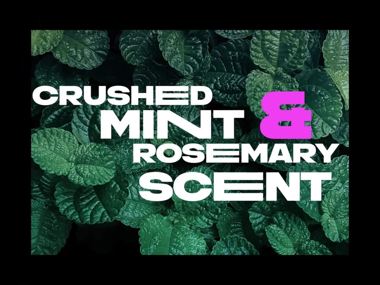 thumbnail video image 2 of Axe Phoenix Refreshing Long Lasting Body Wash, Crushed Mint and Rosemary, 16 fl oz, 2 of 7