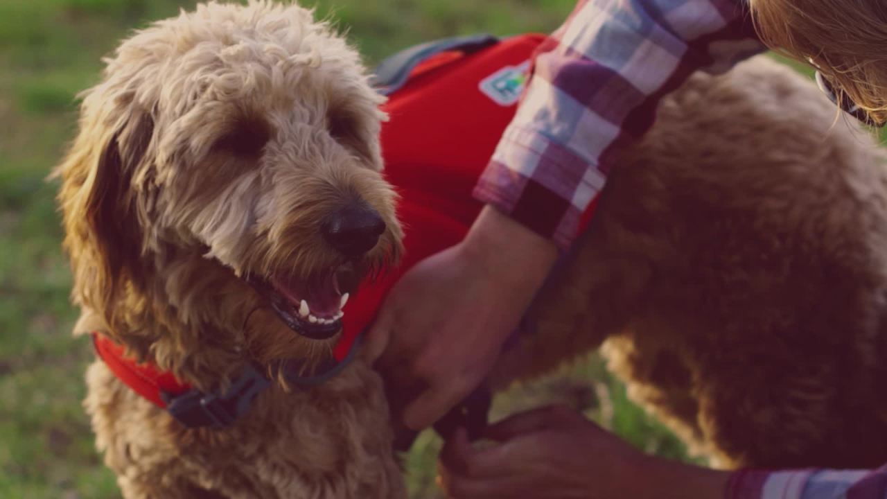 thumbnail video image 2 of Outward Hound Dawson Swim Dog Life Jacket, Red, Small, 2 of 5