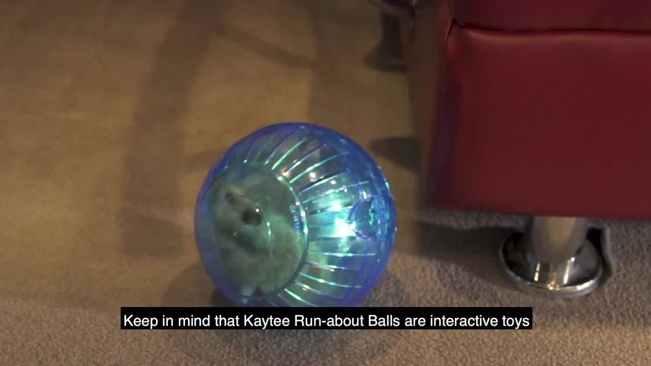 thumbnail video image 2 of Kaytee Run-About Ball for Hamsters, Gerbils and Other Small Animals, Color Varies w/LED Light 7 Inches, 2 of 9