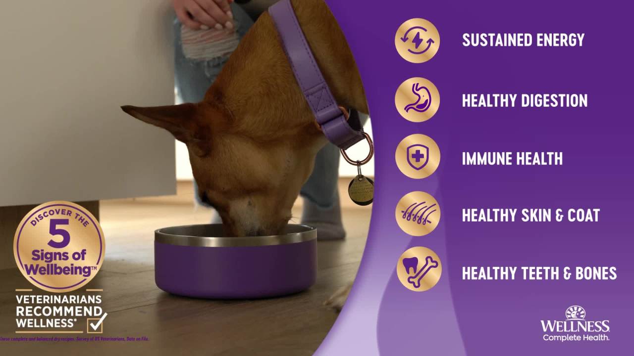 thumbnail video image 2 of Wellness Complete Health Dry Dog Food, Small Breed, Grain Free, Natural, Turkey, Chicken, & Salmon Recipe (4-Pound Bag), 2 of 9