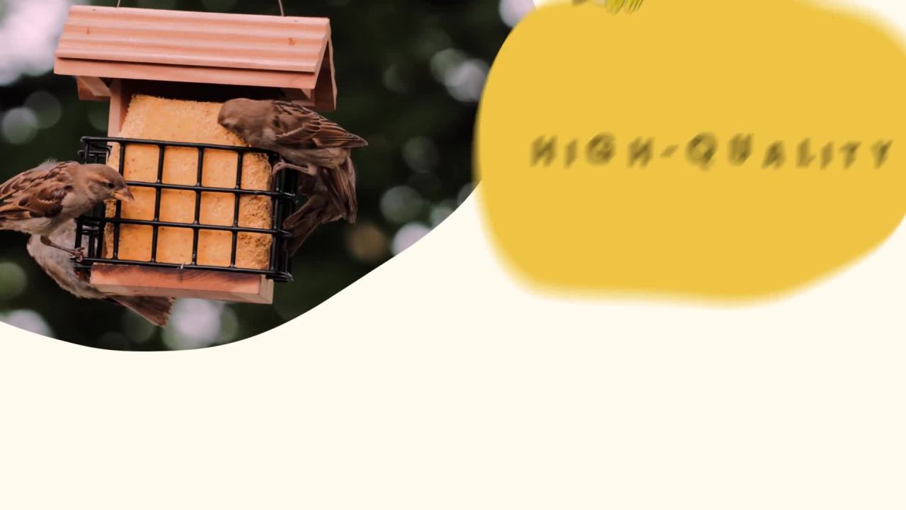 thumbnail video image 2 of (4 pack) C&S High Energy Suet Treat, for Wild Birds, 11.75 Ounces, 1 Pack, 2 of 14