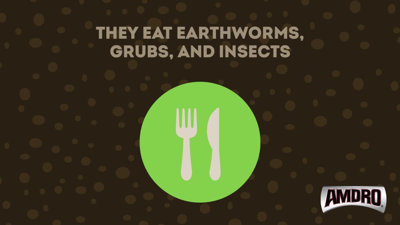 thumbnail video image 5 of Amdro Mole & Gopher Tunnel Trap, Contains 1 Reusable Trap, 5 of 5