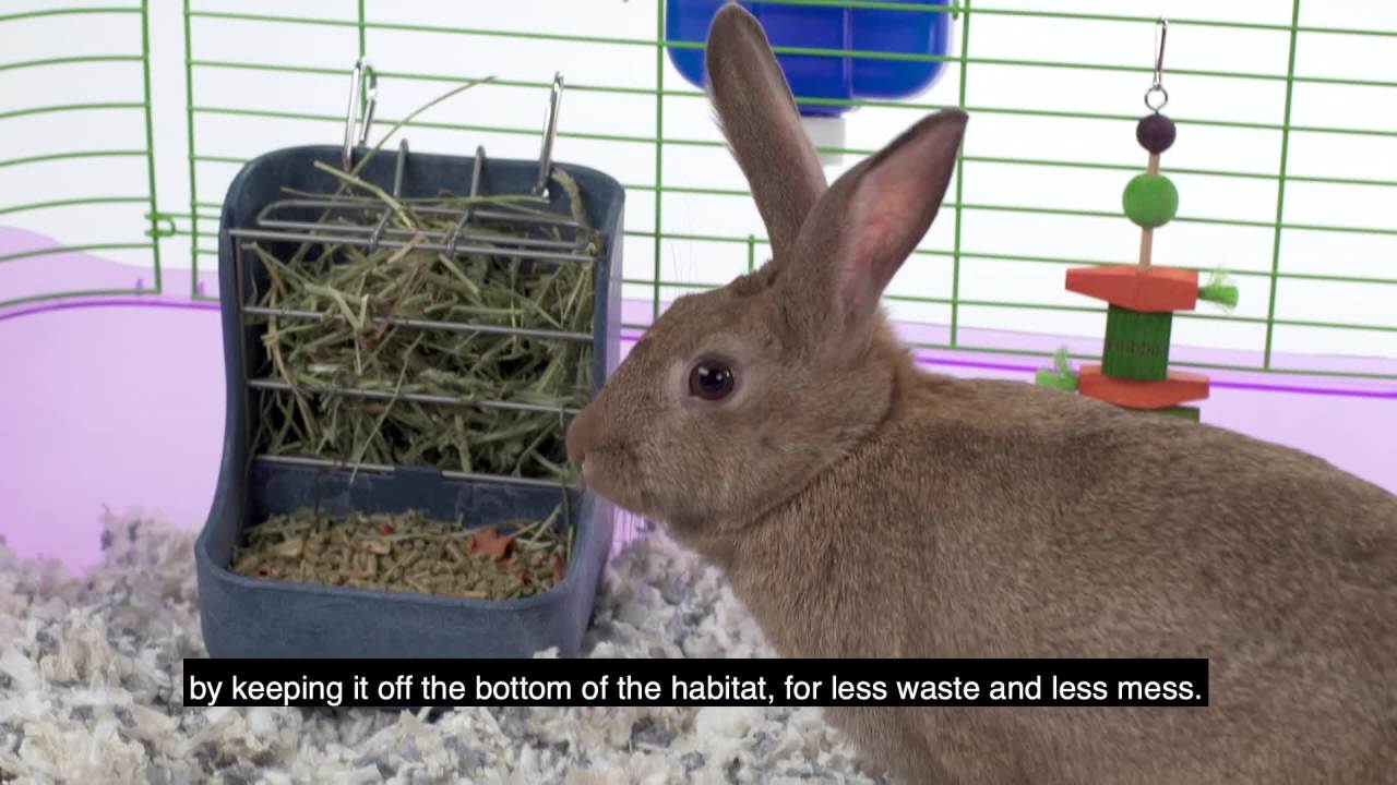 thumbnail video image 2 of Kaytee Hay & Food Bin Feeder With Quick Locks For Pet Rabbits, Guinea Pigs & Small Animals, 2 of 8