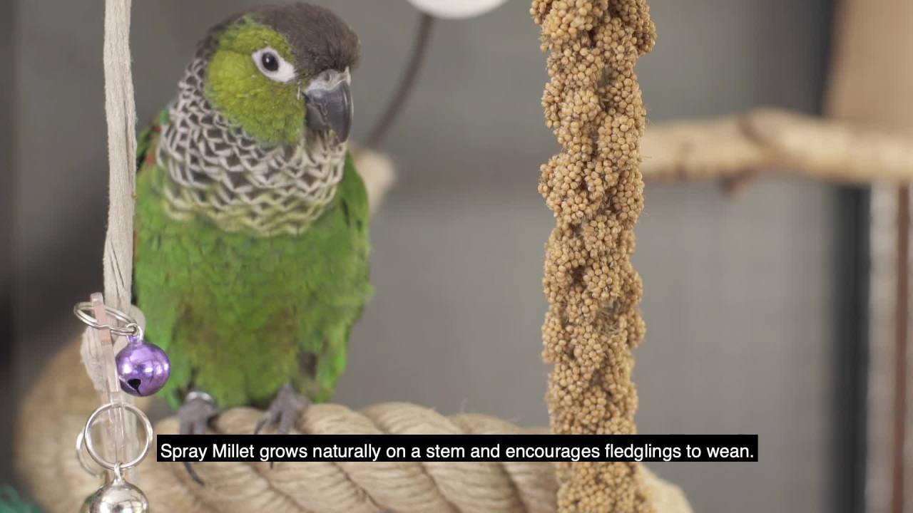 thumbnail video image 2 of Kaytee Natural Millet Spray for Birds 7 ounces, 2 of 7