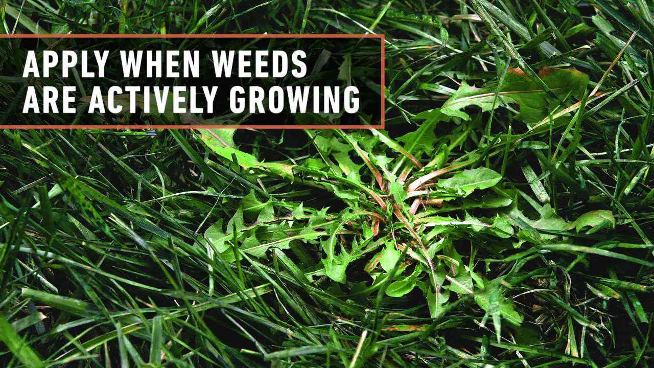 thumbnail video image 2 of Ortho WeedClear Lawn Weed Killer Ready-To-Use with Comfort Wand, 1 gal., 2 of 12