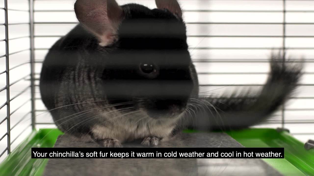 thumbnail video image 2 of Kaytee Chinchilla Bath House Tube, Sand & Dust Bathing, Assorted, 8.64 x 9 x 8.5 inches, 2 of 7