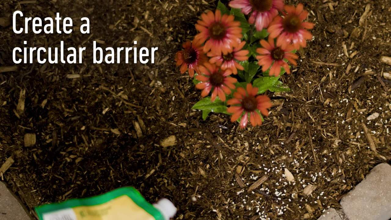 thumbnail video image 2 of Ortho Bug-Geta Snail & Slug Killer2, Pest Control Stays Effective For Up to 3 Weeks, 2 lbs., 2 of 10
