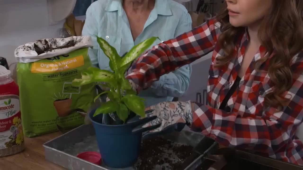 thumbnail video image 2 of Osmocote Smart-Release Plant Food Plus Outdoor and Indoor, For Most Plant Types, 8 lb., 2 of 7