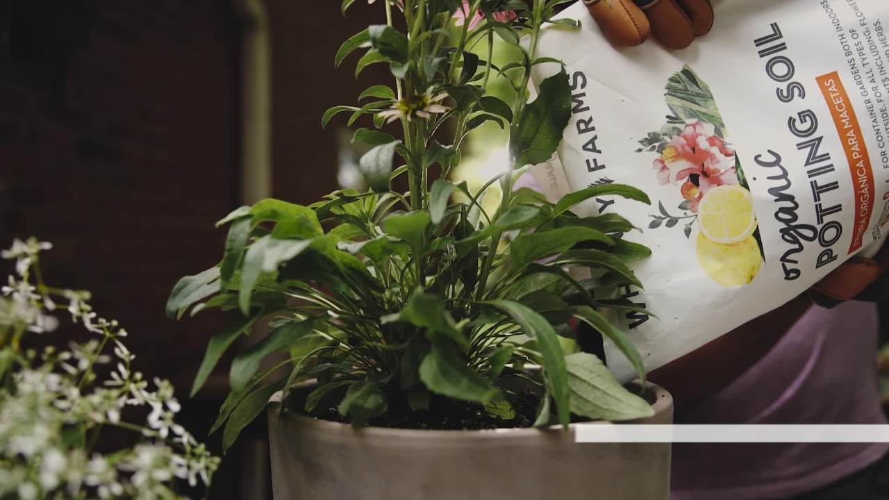 thumbnail video image 2 of Whitney Farms Organic Potting Soil, 16 Dry qt, 2 of 11