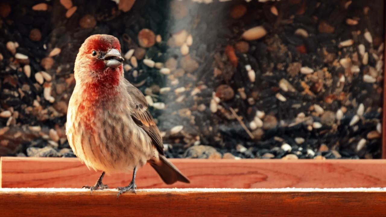 thumbnail video image 2 of Pennington Ultra Feeding Frenzy Blend Dry Wild Bird Feed and Seed, 2.5 lb. Bag, 1 Pack, 2 of 10