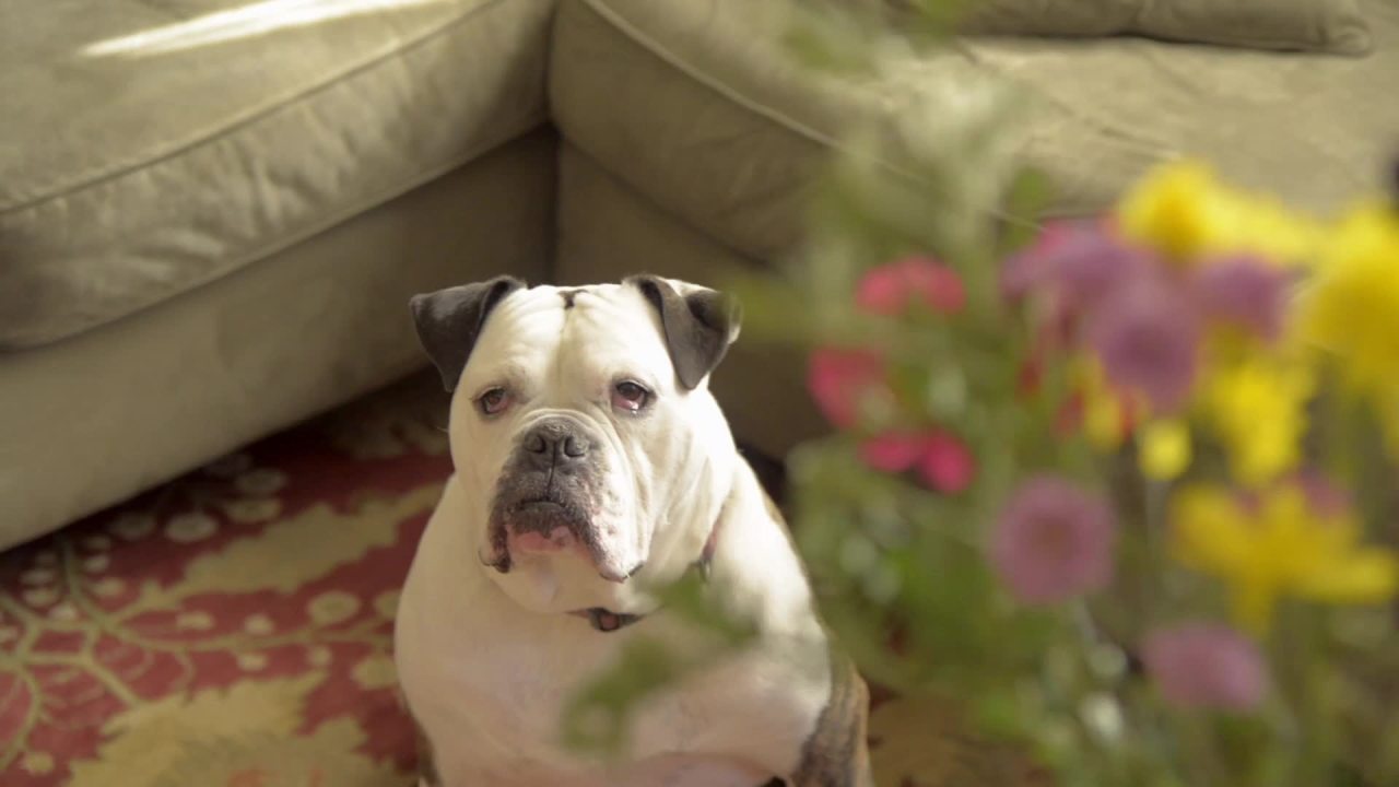 thumbnail video image 2 of Nylabone Healthy Edibles Puppy Natural Long Lasting Dog Chew Treats Lamb & Apple Flavor Small - Up to 20 lbs., 2 of 11