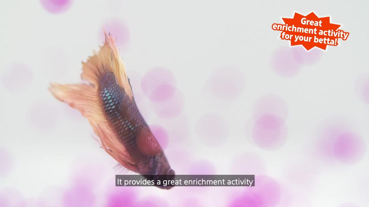 thumbnail video image 2 of Aqueon PURE Betta Beads Purple, One Pouch, 2 of 11