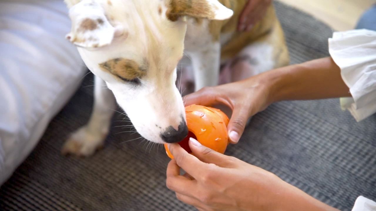 thumbnail video image 2 of Planet Dog Orbee-Tuff Diamond Plate Double Tuff Dog Toy, Orange, Large, 2 of 7