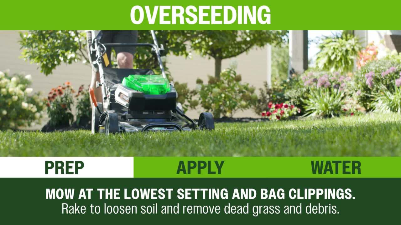 thumbnail video image 2 of Scotts® Kentucky 31 Grass Seed Mix, For New Lawns or Overseeding, 40 lbs., 2 of 14