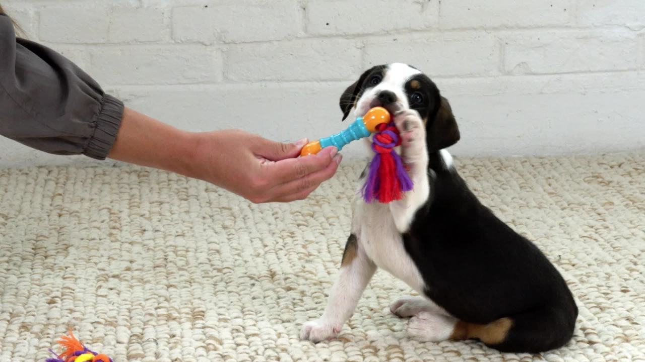 thumbnail video image 2 of Petstages Mini Bone Tug Fetch Dog Toy for Gentle Chewers with Nubs, Multicolor, 6.25", 2 of 5