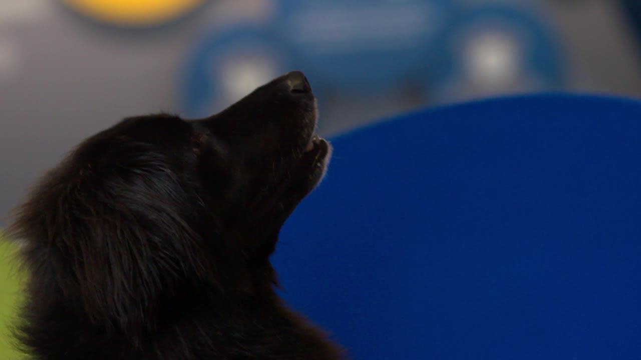 thumbnail video image 2 of Greenies Pill Pockets for Dogs Chicken Flavor Small, Tablet Size Soft Dog Treats, 3.2 oz, (30 Pk), 2 of 11