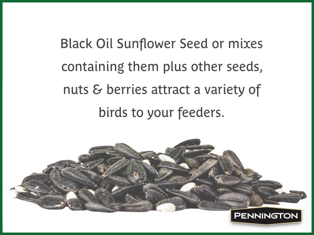 thumbnail video image 2 of Pennington Classic Dry Wild Bird Feed and Wild Bird Seed, 10 lb. Bag, 1 Pack, 2 of 12