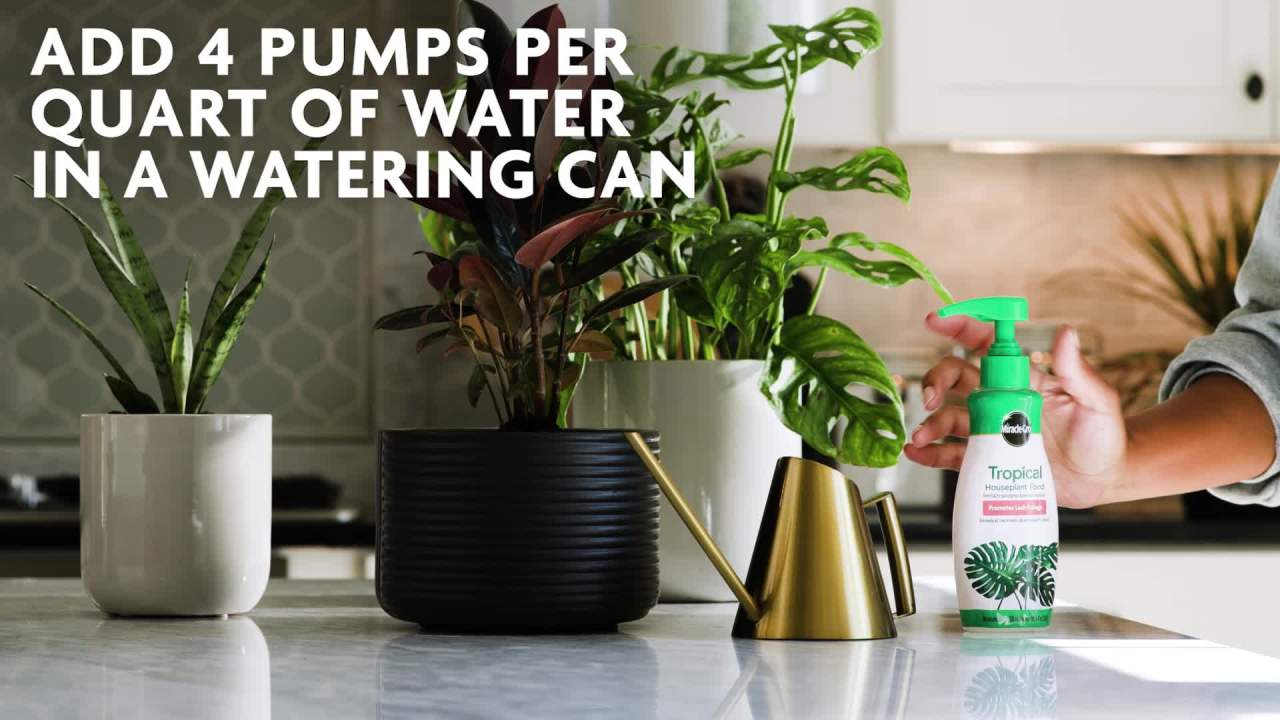 thumbnail video image 2 of Miracle-Gro Tropical Houseplant Fertilizer, 8 fl. oz., 2 of 12