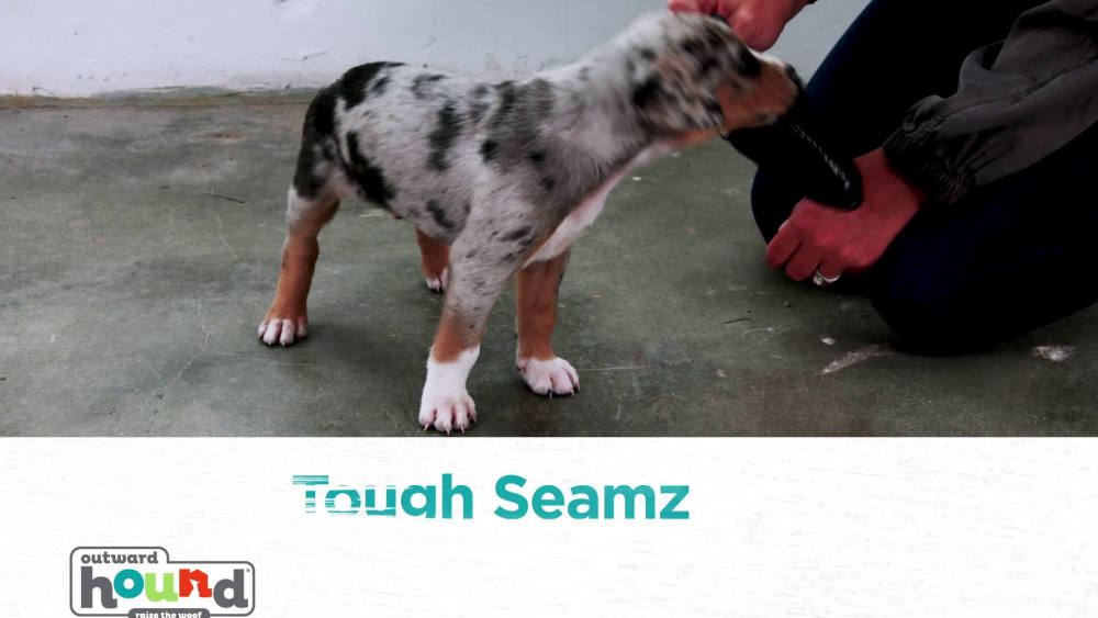 Outward Hound Invincibles Tough Seamz Gorilla Dog Toy, Orange, Small