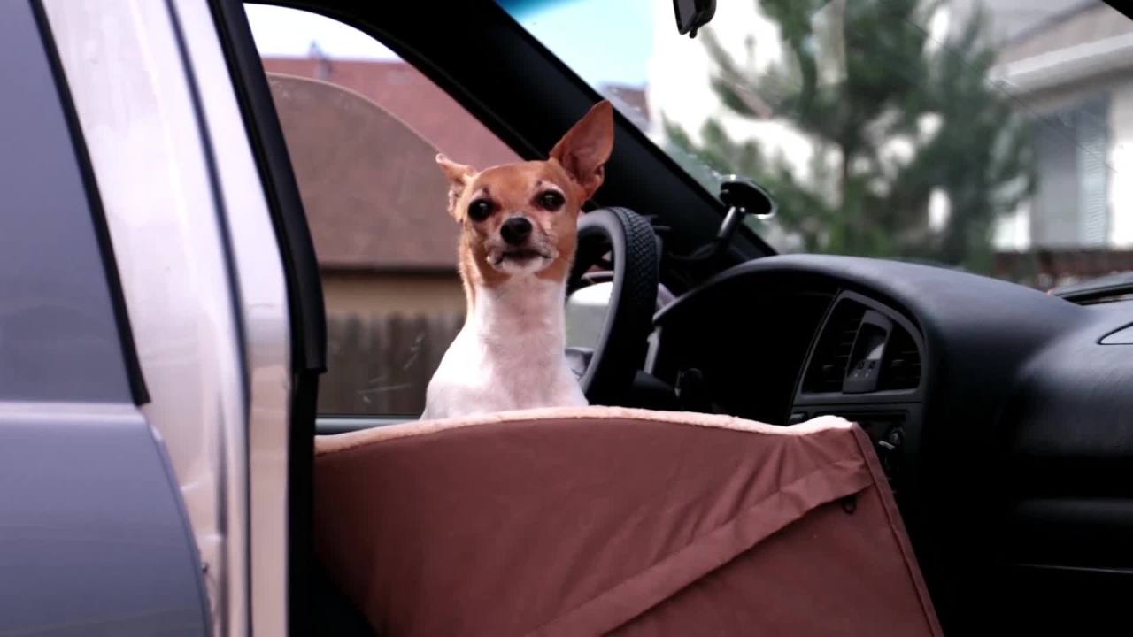 thumbnail video image 2 of K&H Pet Products Bucket Booster Pet Seat Gray/Gray Large, 2 of 9