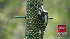 C&S Products Hanging EZ Fill Suet Cake Wild Bird Feeder- Green - image 2 of 8