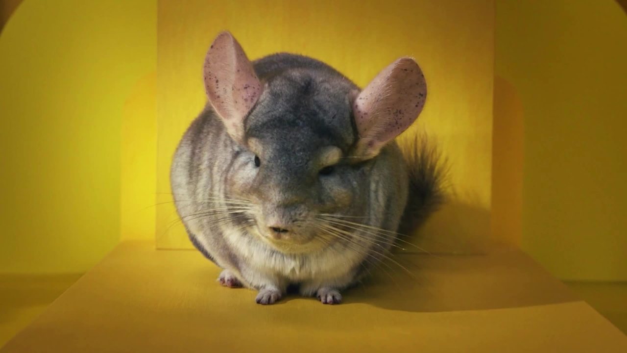 thumbnail video image 2 of Kaytee My First Home Hamster or Gerbil Starter Kit Habitat,  13.5” x 11” x 14.5”, 2 of 10