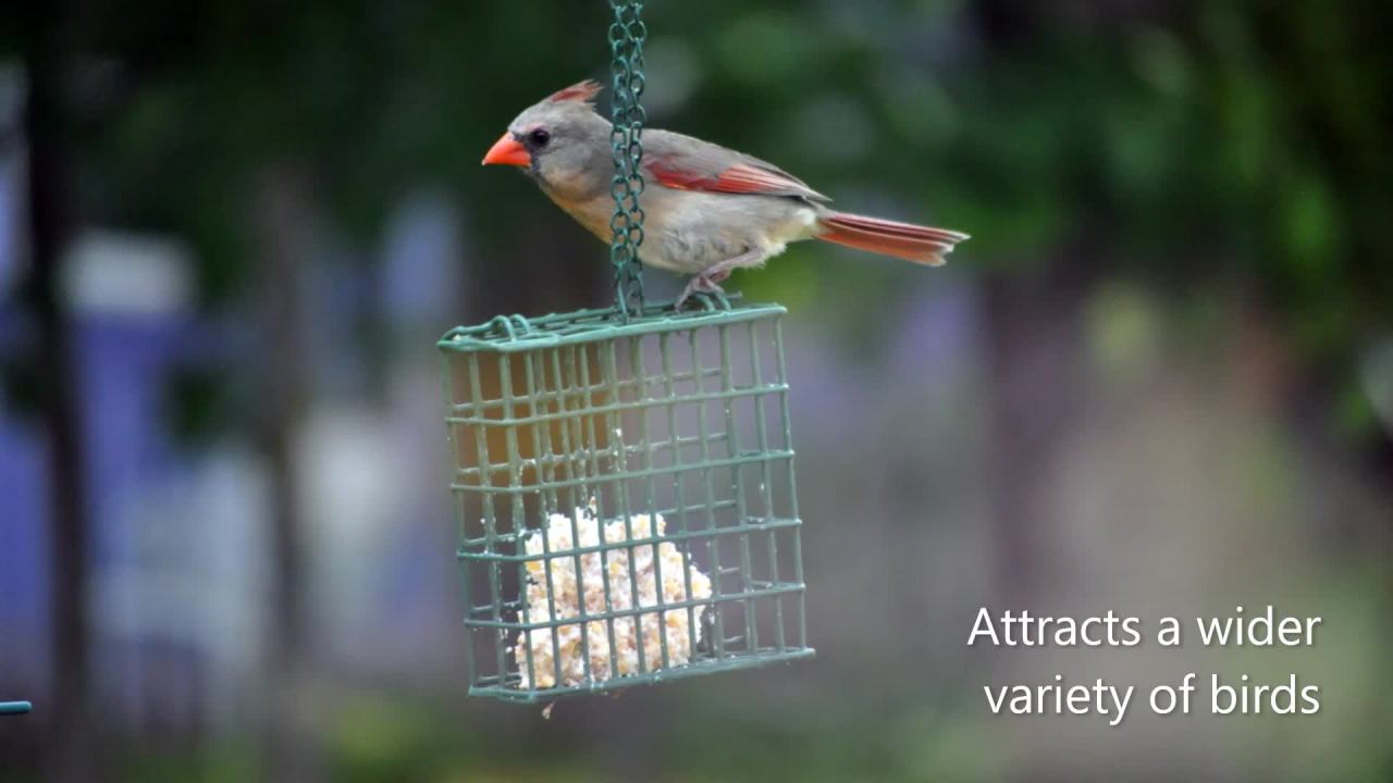thumbnail video image 2 of C&S Nutty Treat Suet, for Year Round Feeding, 11.75 oz Cake, Fresh Wild Bird Food, 2 of 14