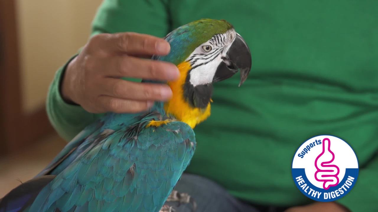 thumbnail video image 2 of Kaytee Fiesta Parakeet Food 4.5 pounds, 2 of 13