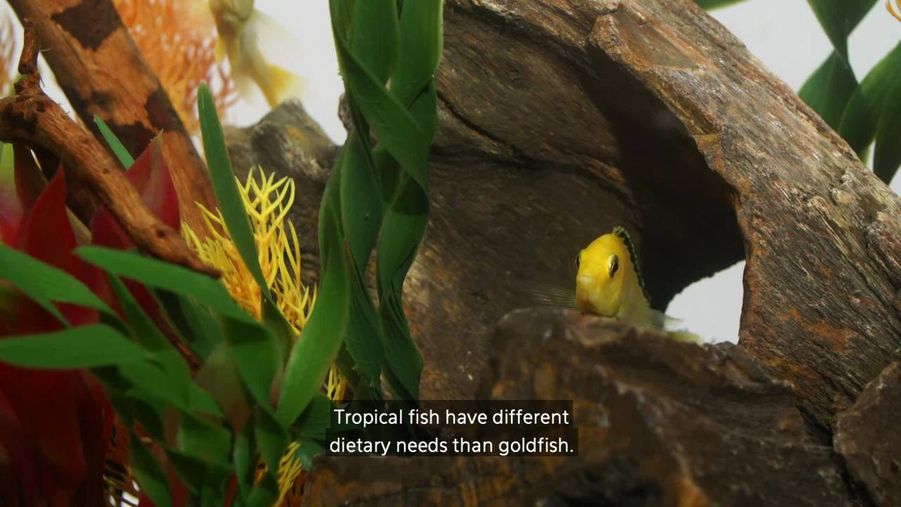 thumbnail video image 2 of Aqueon Goldfish Flakes 7.12 Ounces, 2 of 8