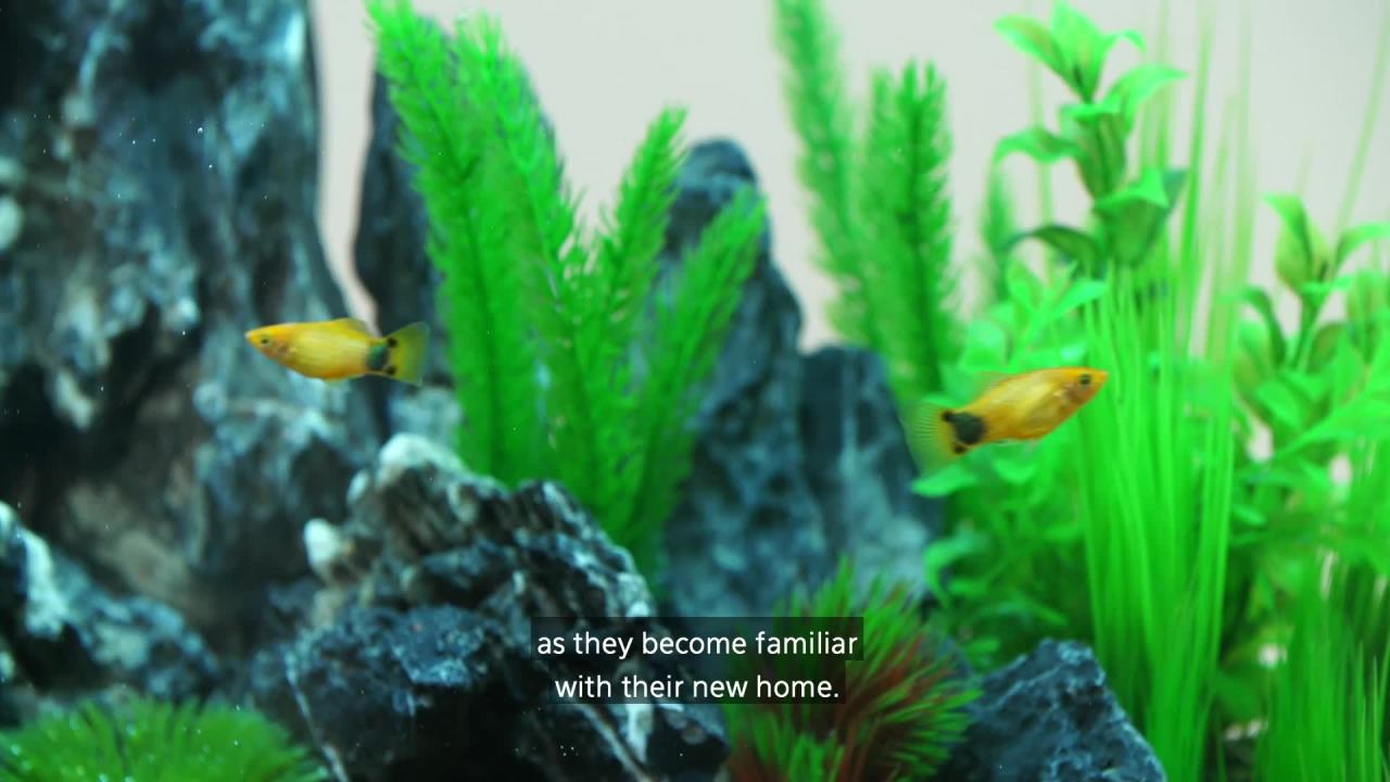 thumbnail video image 2 of Aqueon Aquarium Starter Kit, 10 Gallon Glass Fish Tank, LED Lighting, Filter and Heater, 2 of 10