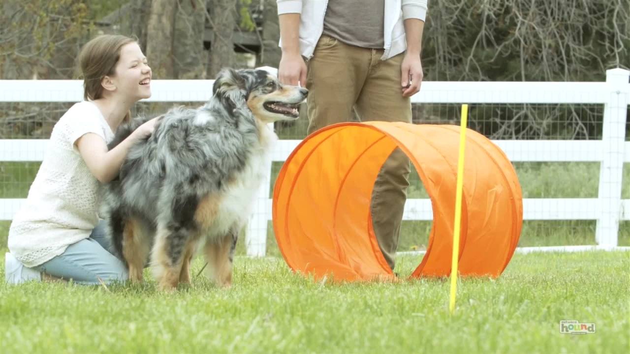 thumbnail video image 2 of Outward Hound ZipZoom Outdoor Dog Agility Training Kit for Dogs, Multi, One-Size, 2 of 10