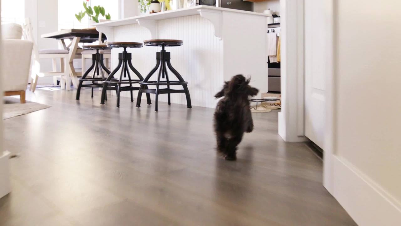 thumbnail video image 2 of Rachael Ray Nutrish Natural Premium Dry Dog Food, Real Chicken & Veggies Recipe, 15.4 Lbs, 2 of 6