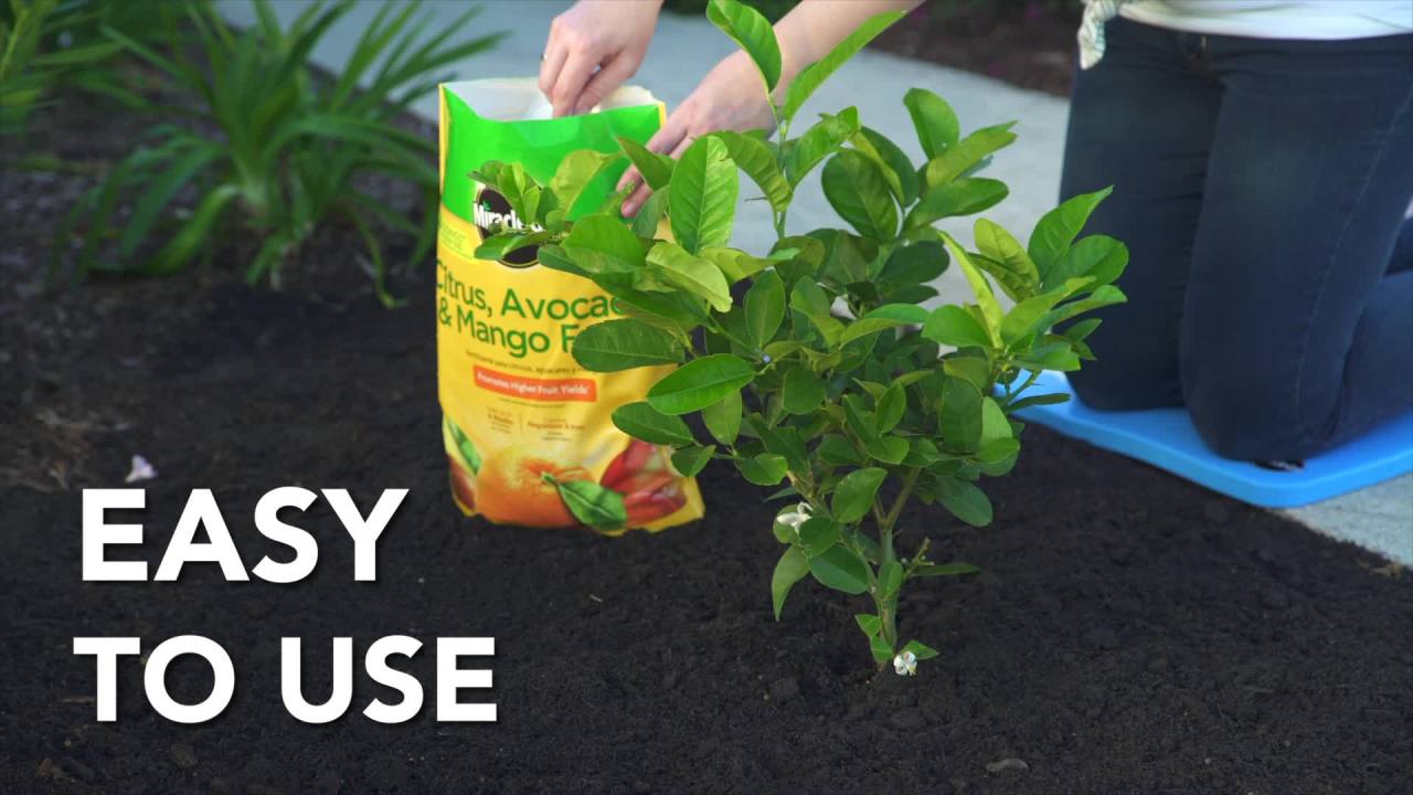 thumbnail video image 2 of Miracle-Gro Citrus, Avocado, & Mango Food 20LB, 2 of 8