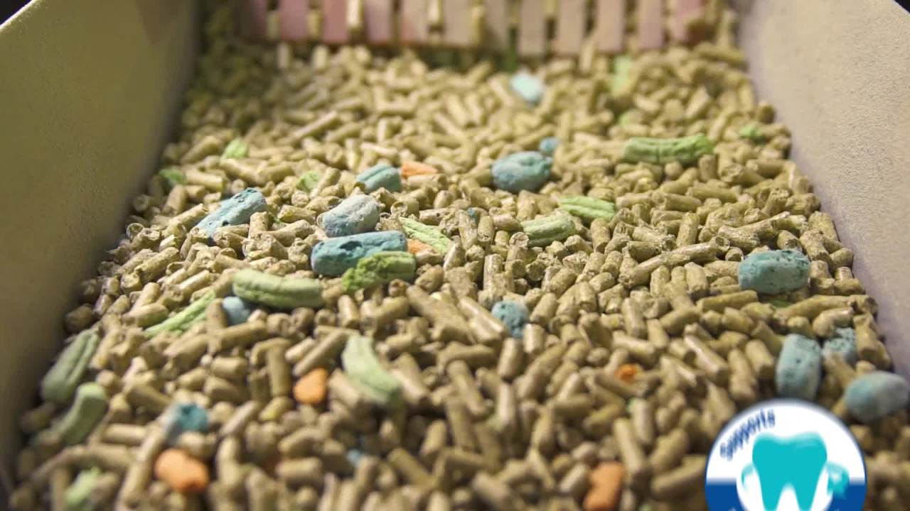 thumbnail video image 2 of Kaytee Forti Diet Rabbit Food, 10 Pounds. Pelleted Food, 2 of 7