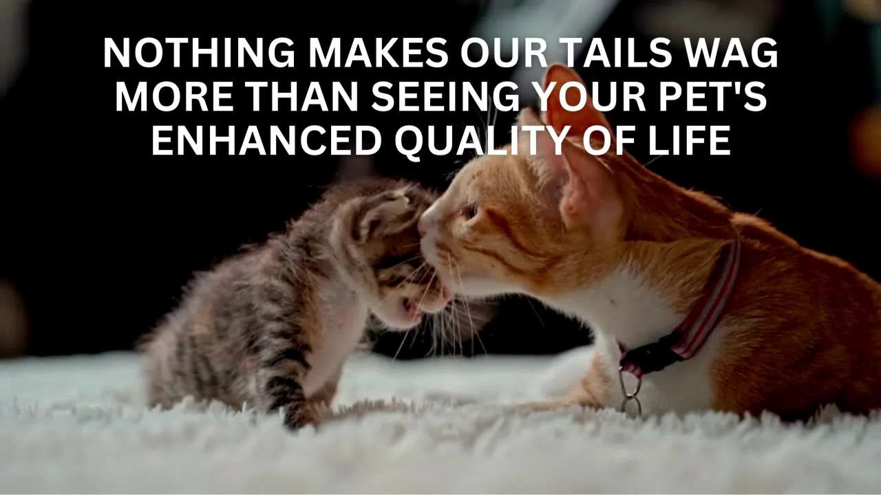 thumbnail video image 2 of K&H Pet Products Thermo-Pond Perfect Climate Submersible Pond Deicer Gray 8 X 8 Inches 300 Watts, 2 of 8