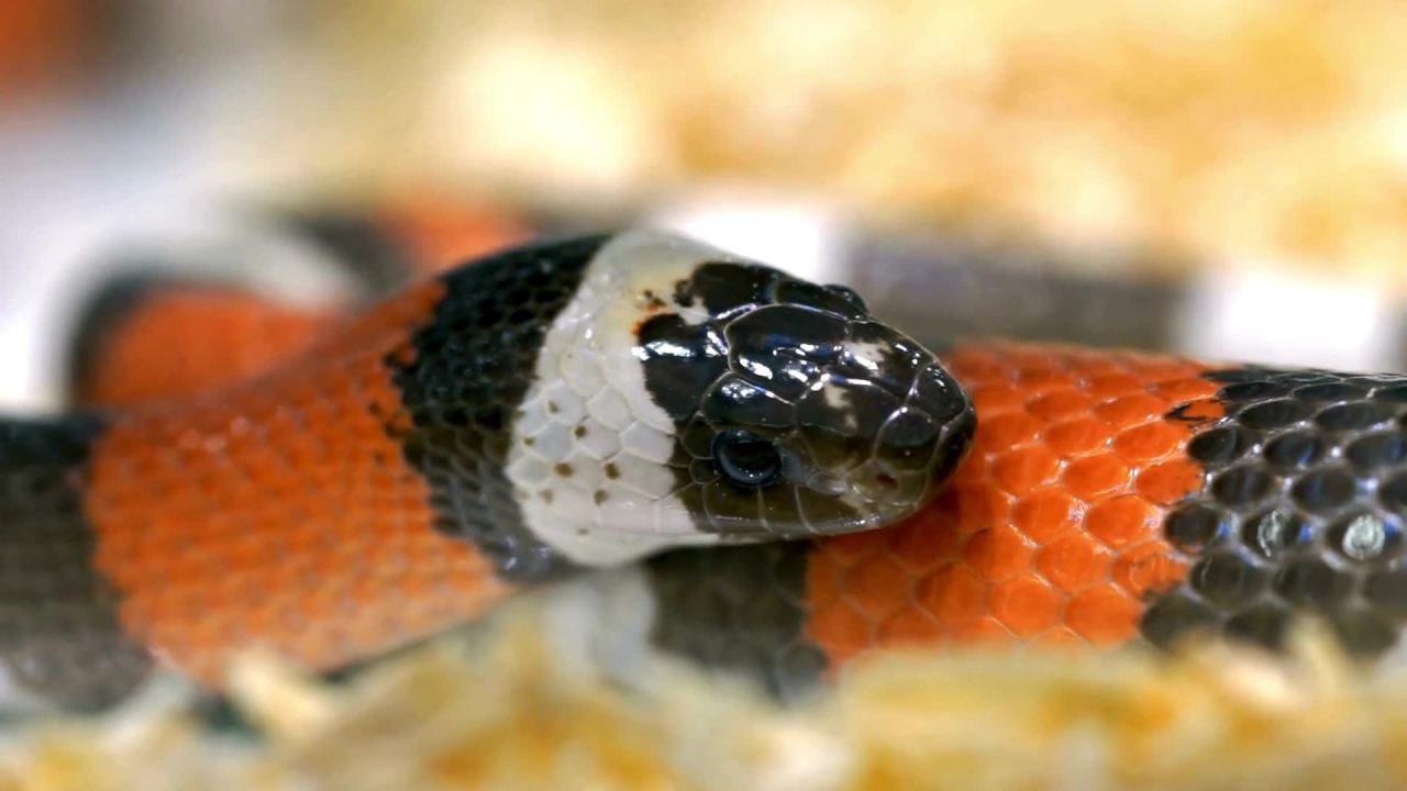 thumbnail video image 2 of Zilla Omnivore Reptile Medley Complete Diet, 4 Ounces (1 Pack), 2 of 13