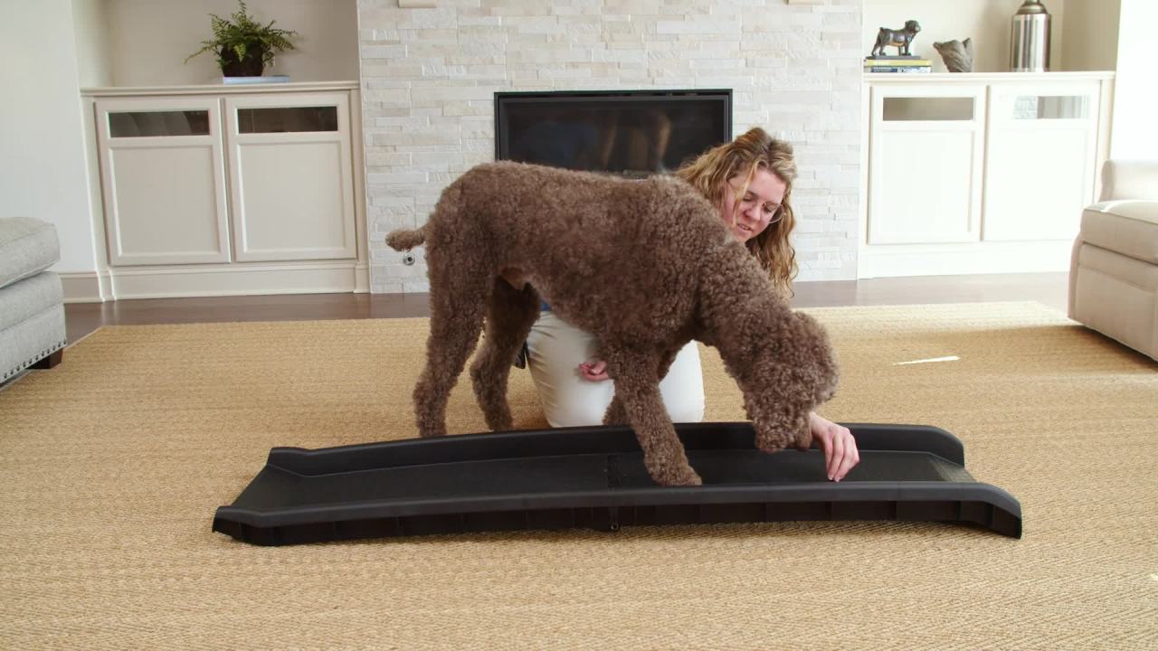 thumbnail video image 2 of PetSafe Half Ramp II for Dogs, Lightweight with High-Traction Walking Surface, 2 of 9