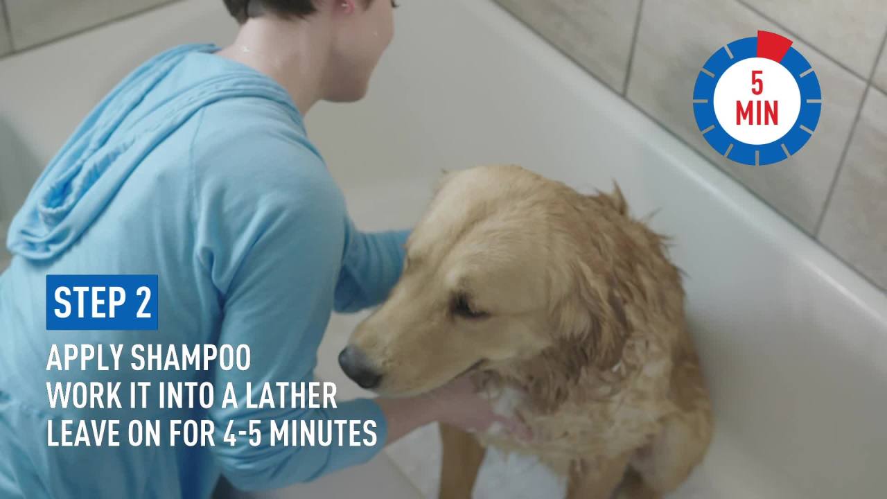thumbnail video image 5 of Adams Blue Collar and Precor Shampoo, 5 of 6