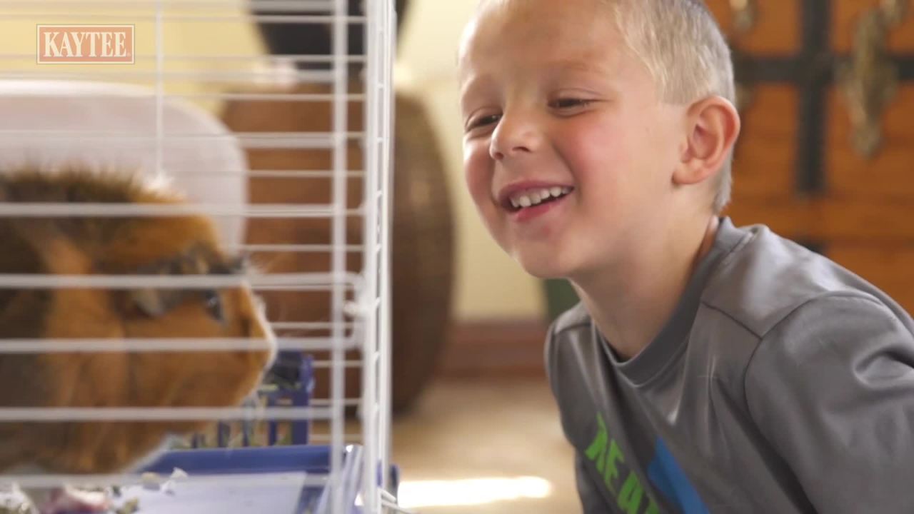 thumbnail video image 2 of Kaytee Forti-Diet Mouse, Rat, and Hamster Food, 2 Pounds, 2 of 7